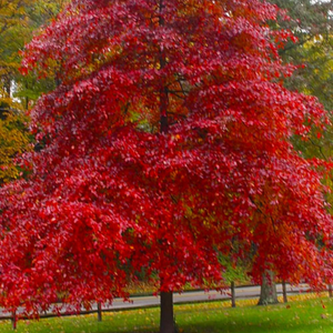 Black Gum Tree