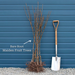 'Inka' Peach Tree