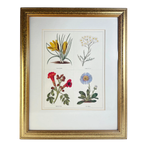 Vintage Milton Bleier Co. Framed Offset Lithograph, Quadriptych Botanical, After Benjamin Maund's the Botanic Garden, Plate 31 - 1 Piece