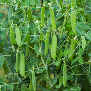 Pea 'Larango'