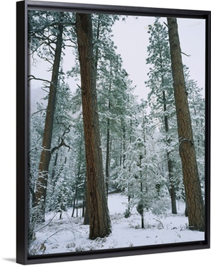 Snow covered Ponderosa Pine trees in a forest, West Fork of Oak Creek, Coconino National Forest, Arizona
