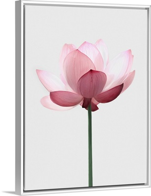 Lotus Flower