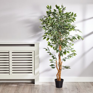 1.5M Artificial Variegated Ficus Tree