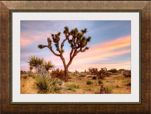 Joshua Tree Sunrise