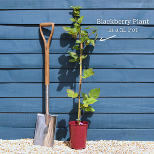 'Chester' Blackberry Plant