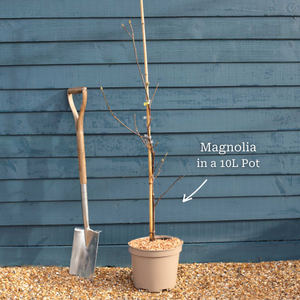 Magnolia 'Butterflies'