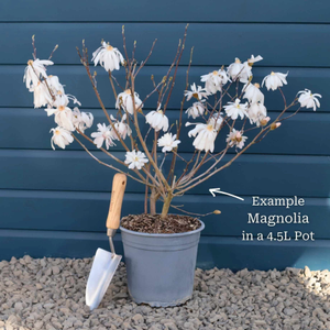 Magnolia denudata 'Festirose'