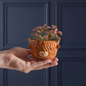 Highland Cow Pot with Fittonia