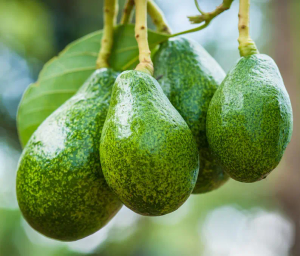 Fantastic Avocado Tree