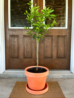 Navel Orange Tree