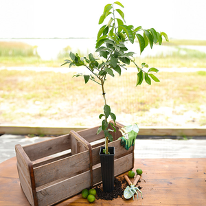 Dwarf Key Lime Tree