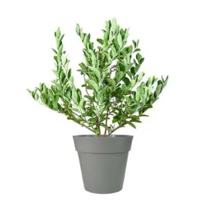 Climax Blueberry Bush