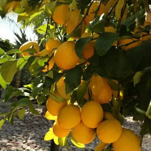 Lisbon Lemon Tree