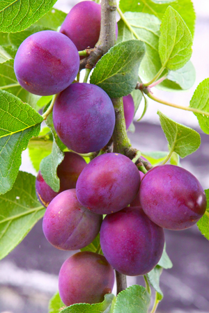 Methley Plum Tree