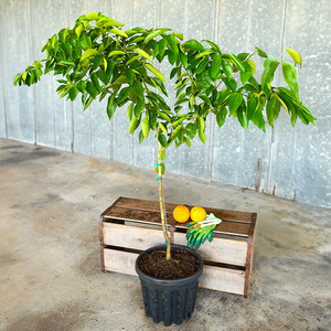 Minneola Tangelo (Honeybell) Tree