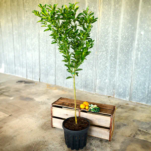 Ponkan Mandarin Tree