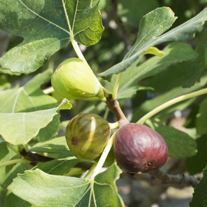 Celeste Fig Tree
