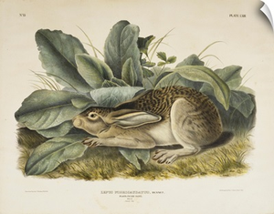 Black-Tailed Hare, 1845
