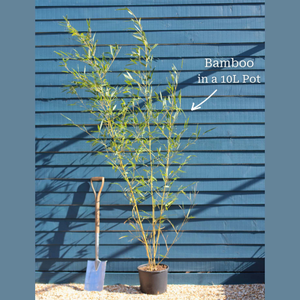 Golden Bamboo | Phyllostachys aureosulcata 'Spectabilis'