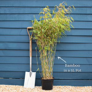 Dragon Head Bamboo | Fargesia rufa