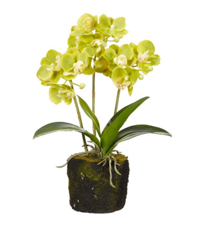 Faux Mini Orchid - Green