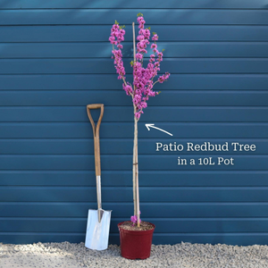 Patio Redbud Tree | Cercis chinensis 'Avondale'