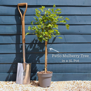 Patio Mulberry Tree | Morus rotundiloba 'Mojo Berry'