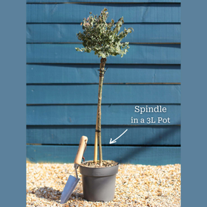 Patio Spindle Tree | Euonymus fortunei 'Emerald Gaiety'
