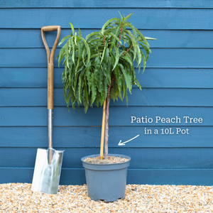 Patio Peach Tree | Prunus persica 'Pink Peachy'