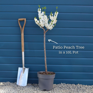 Patio Peach Tree | Prunus persica 'White Peachy'