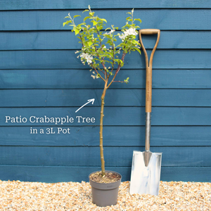 Patio Crabapple Tree | Malus 'Evereste'