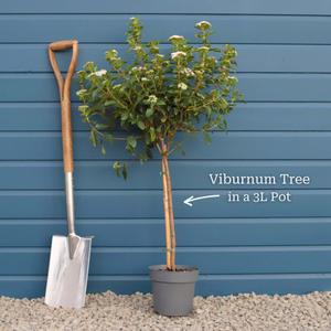 Patio Viburnum Tree | Viburnum tinus 'Eve Price'