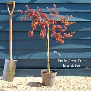Patio Acer Tree | Acer palmatum 'Inaba-shidare'
