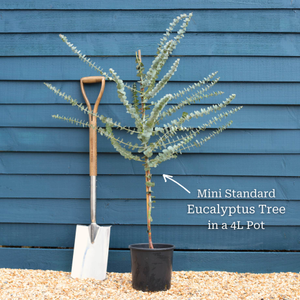 Standard Eucalyptus Tree | Eucalyptus gunnii