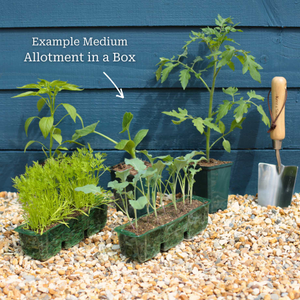 Beginner's Allotment in a Box | Easiest Vegetables Collection