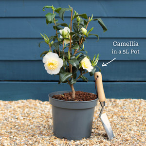 Camellia japonica 'Brushfield's Yellow'