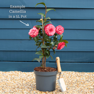 Camellia japonica 'Lady Campbell'
