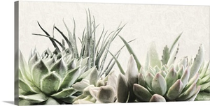 Soft Succulents II