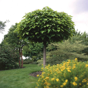 Indian Bean Tree | Catalpa bignonioides 'Nana'