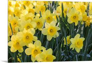 Netherlands, Zuid Holland, Lisse, Daffodils