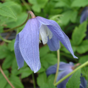 Clematis alpina 'Bredon Blue'