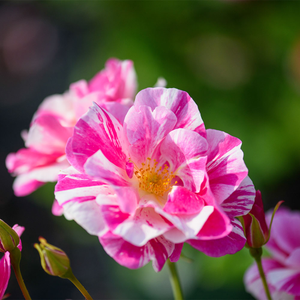 The King's RoseTM