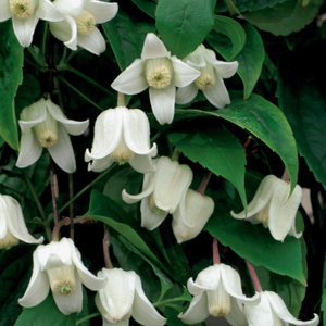 Clematis clarkeana 'Winter Beauty'