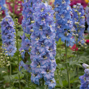 Delphinium Magic Fountain Blue Sky White Bee  | Tray of 40 Garden Ready 5cm Plants