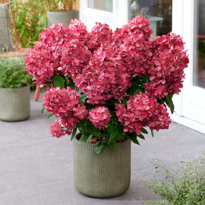 Hydrangea Paniculata Bonfire | 9cm Garden Ready Plant