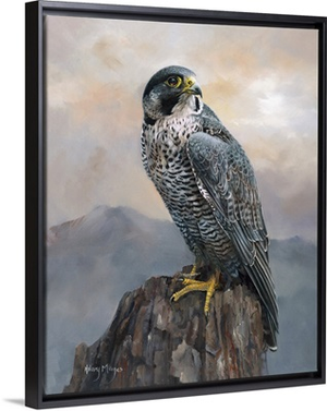 Peregrine Falcon