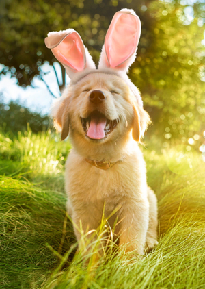 Golden Retriever Puppy Wearing Bunny Ears Easter Card