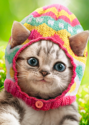 Cute Tabby Kitten Wearing Knitted Easter Egg Hat Easter Card