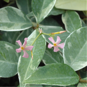 Trachelospermum jasminoides 'Star of Milano'