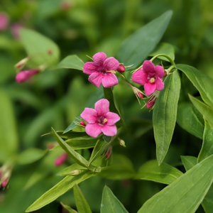 Jasminum beesianum (Red Jasmine)